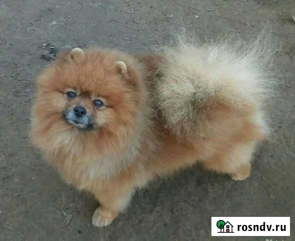 Передержка собачек Энгельс - изображение 1