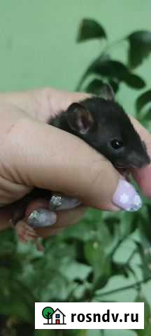 Крысята дамбо и стандарт Ростов-на-Дону - изображение 1