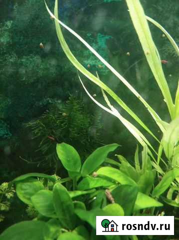 Аквариумные растения Армавир - изображение 1