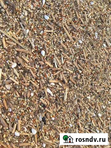 Просо Тбилисская - изображение 1