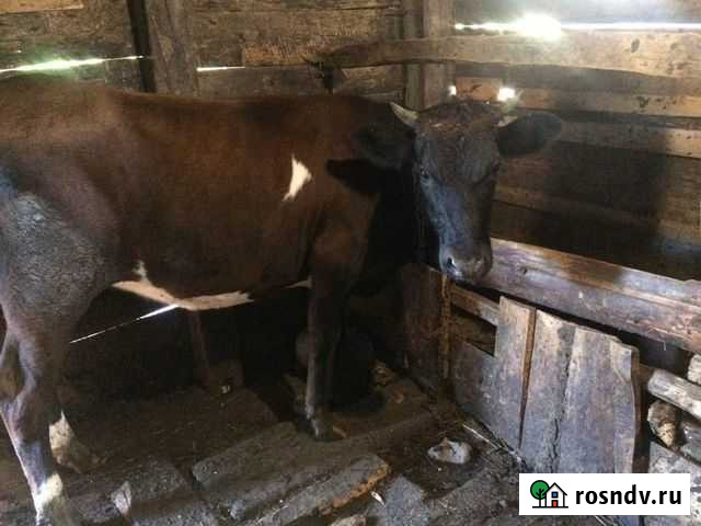 Стельная телка от хорошей коровы Майкоп - изображение 1