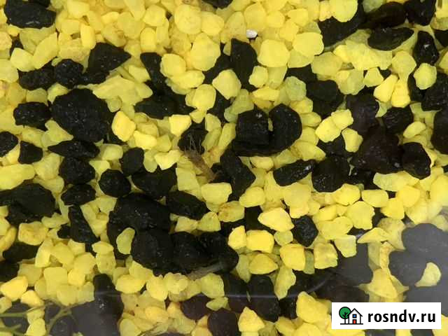 Аквариумные мраморные раки Усинск - изображение 1