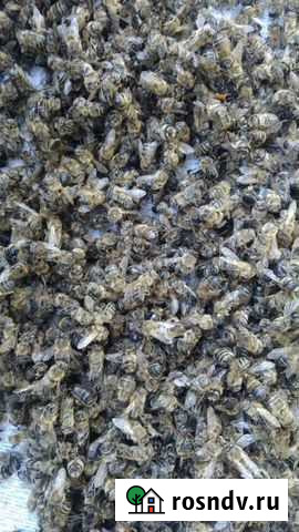 Пчелиный подмор Анжеро-Судженск - изображение 1