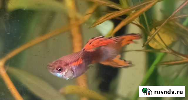 Растения и рыбки гуппи вуалевые, меченосцы, пицили Белгород - изображение 1