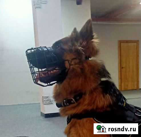 Намордник для собак профессиональный Воронеж - изображение 1