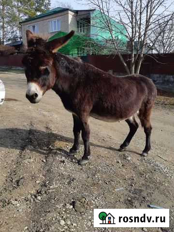 Ослица Черкесск - изображение 1