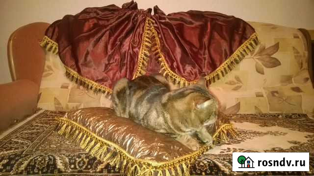 Продам шторки для клетки на выставку кошек Дзержинск - изображение 1