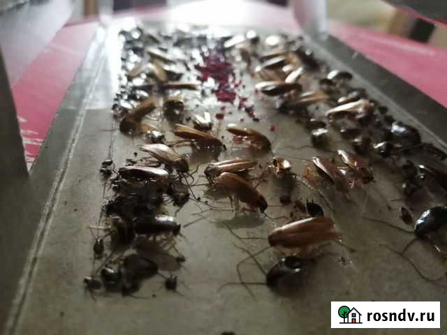 Уничтожение насекомых Динская - изображение 1