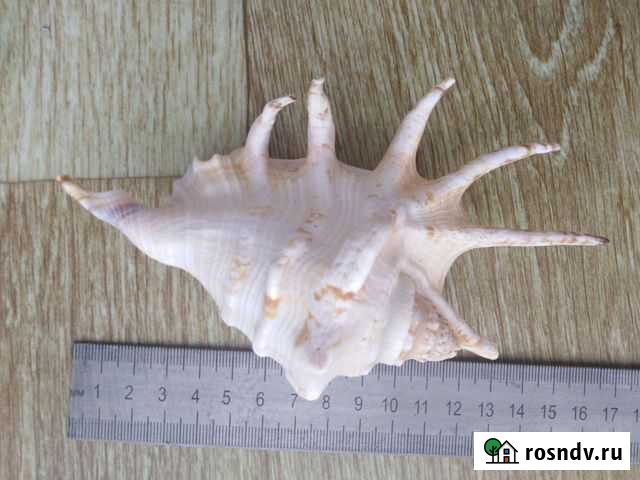 Ракушка морская Томск - изображение 1