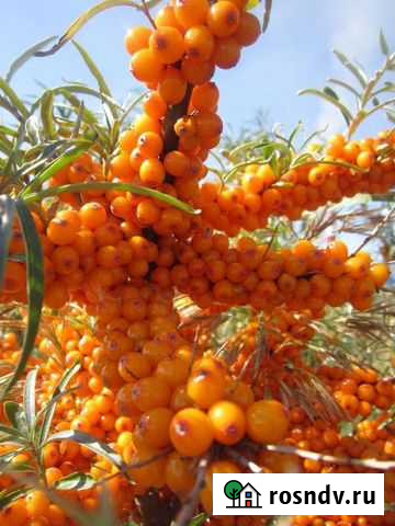 Облепиха Альметьевск - изображение 1