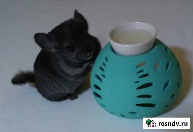 Продаю шиншилл разных окрасов Волгоград - изображение 1