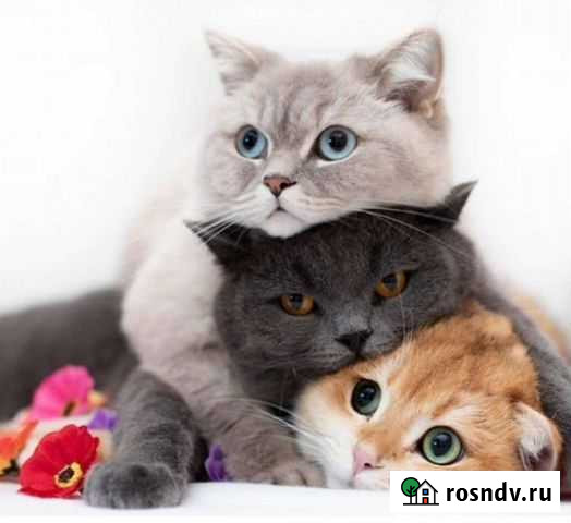 Передержка кошек и собак мелких пород Самара - изображение 1