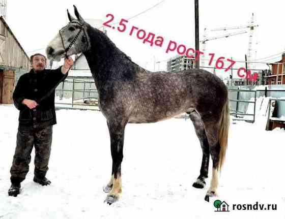 Жеребцы Екатеринбург