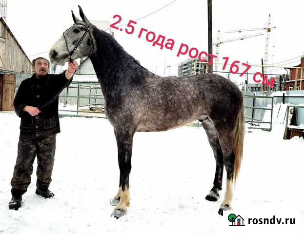 Жеребцы Екатеринбург - изображение 1