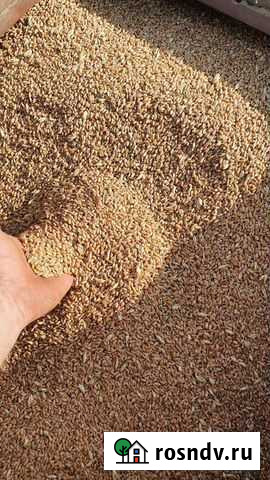 Зерно пшеница Долгоруково - изображение 1