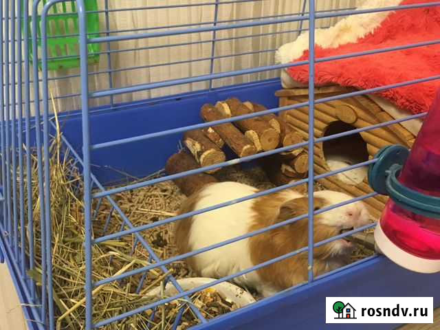 Морские свинки Екатеринбург - изображение 1