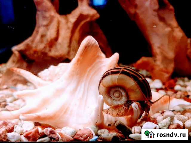 Обслуживание аквариумов Ярославль - изображение 1