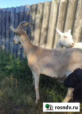 Козы обмен на нубийского козла Бийск - изображение 1