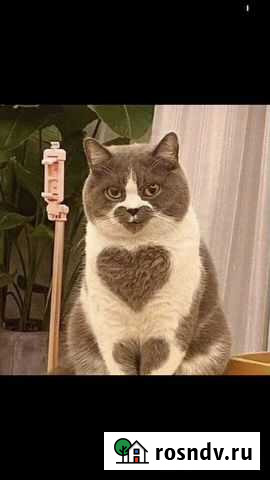 Беру мелких животных на перелержку Москва - изображение 1