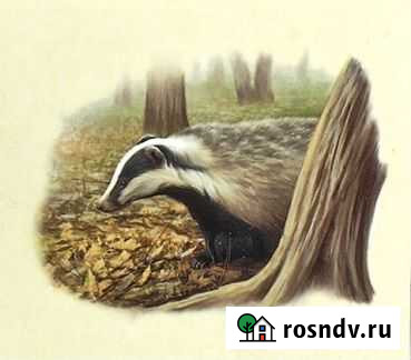 Барсучий жир от охотника Степное - изображение 1