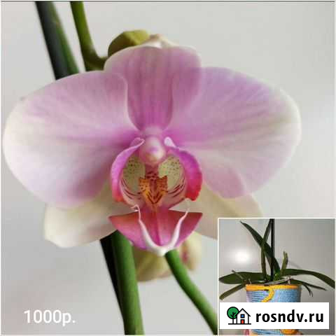 Красота Макарьев - изображение 1