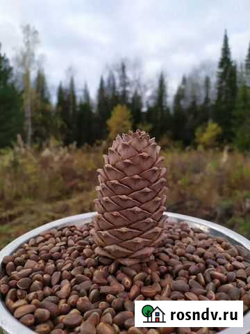 Орех кедровый Пермь - изображение 1