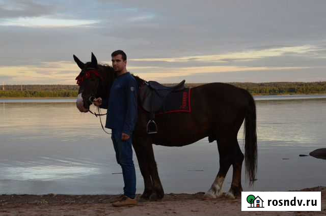 Прогулки на лошадках Санкт-Петербург - изображение 1