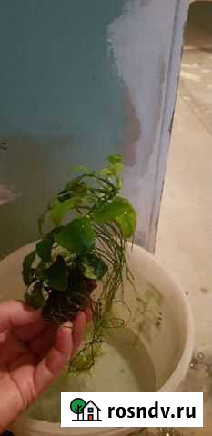 Анубиас Пинто. Растения в аквариум Казань - изображение 1