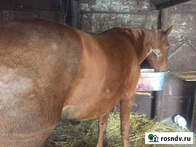 Продам дошадь Саранск - изображение 1