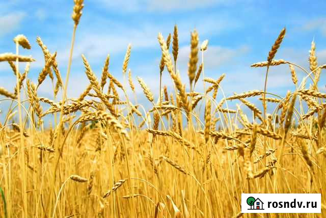 Зерно:Пшеница,Ячмень,Овёс,Кормосмесь,Рожь,Кукуруза Нижнекамск - изображение 1