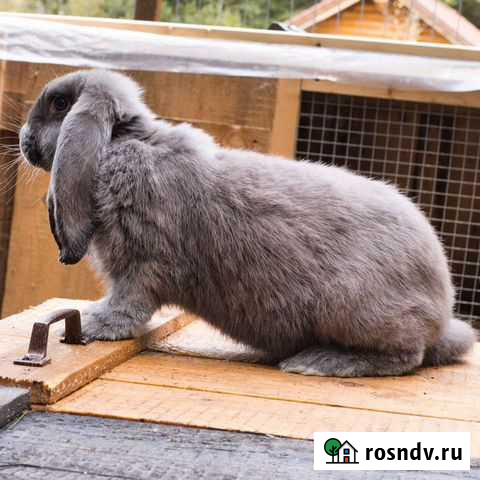 Кролики Французский баран Калуга - изображение 1