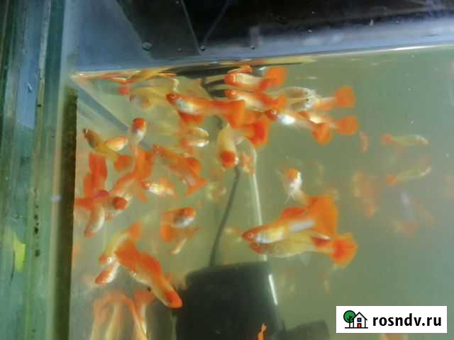 Продам аквариумную рыбу оптом Усть-Кут - изображение 1