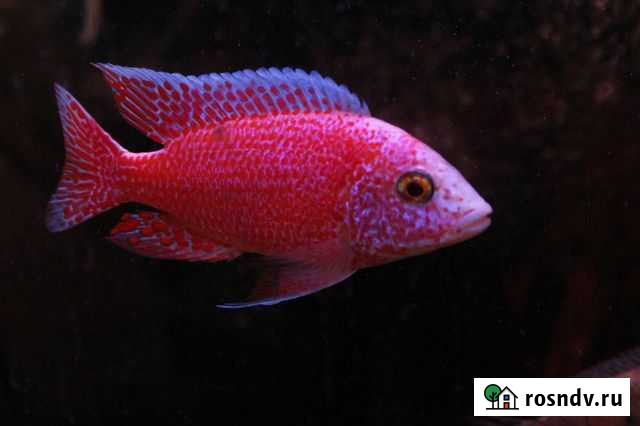 Разные виды цихлид Таганрог - изображение 1