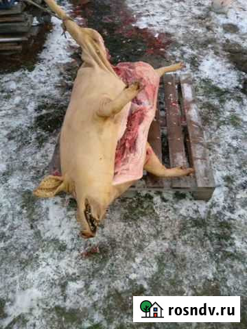 Поросята мангалица Краснослободск - изображение 1