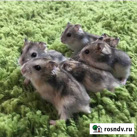 Джунгарский хомяк Ванино - изображение 1