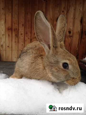 Кролик Ижевск - изображение 1