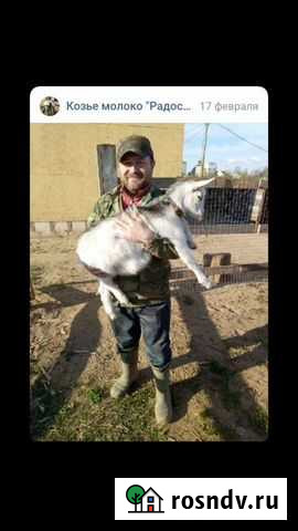 Случка козла с вашей козой Сыктывкар - изображение 1