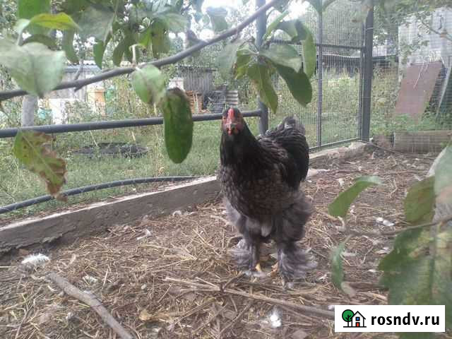 Куры Брама. Легорн мраморный Калач - изображение 1