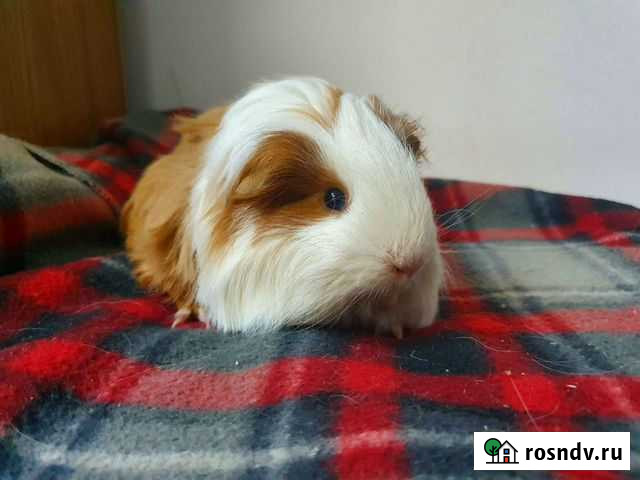 Морские свинки Новосибирск - изображение 1