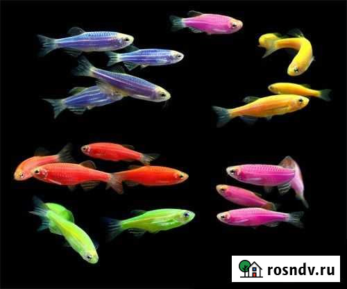 Данио Глофиш. GloFish. Светящиеся рыбки Воронеж - изображение 1