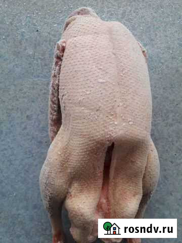 Мясо гуся, бройлер Бердск - изображение 1