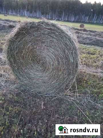 Сено, солома в рулонах и мешках Прокопьевск - изображение 1