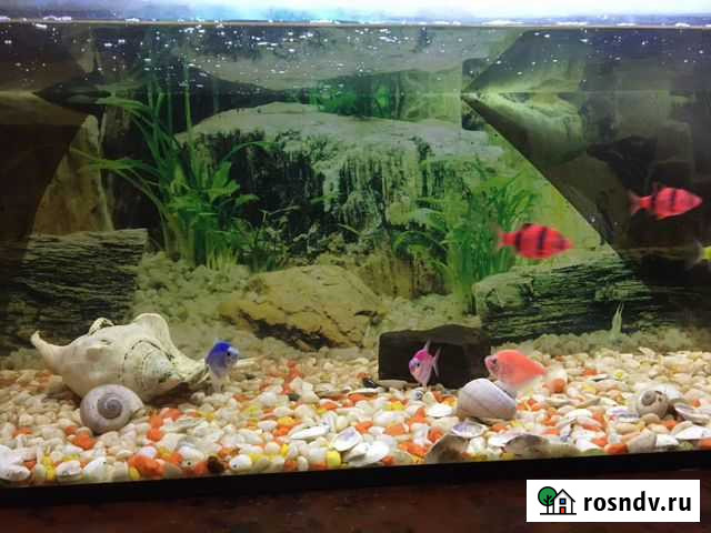 Аквариума Ленинск-Кузнецкий - изображение 1