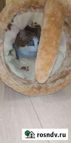 Лабиринт для кошек и маленьких собачек Череповец - изображение 1