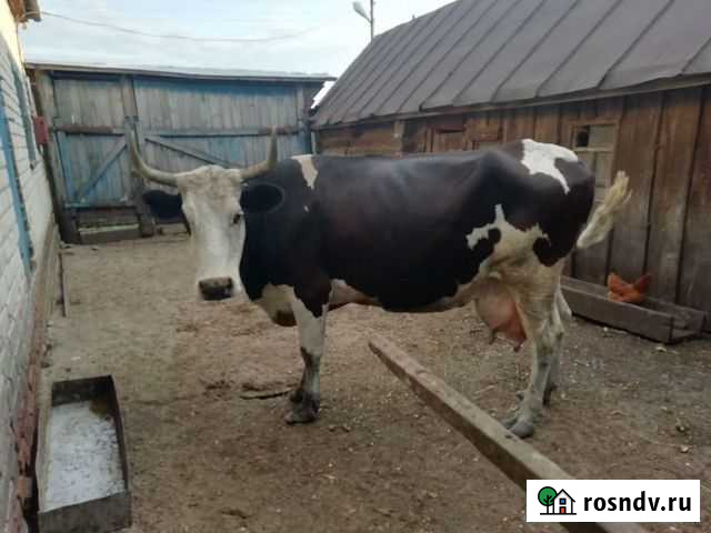 Продаётся корова Большое Нагаткино - изображение 1