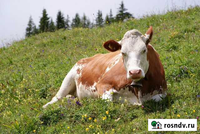 Коровы дойные молочные Троицк - изображение 1