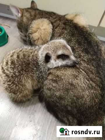 Сурикат Краснодар - изображение 1