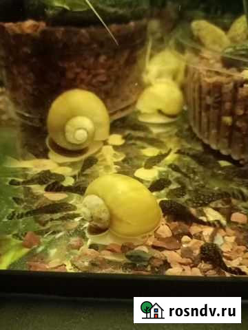 Растения, анциструс Новокузнецк - изображение 1