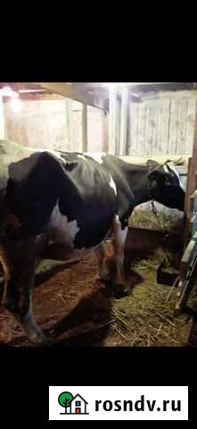 Корова Ухолово - изображение 1