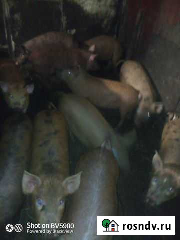 Поросята Саратов - изображение 1